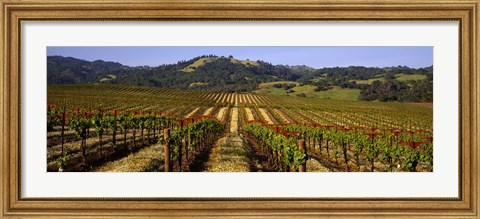 Framed Vineyard, Geyserville, California Print