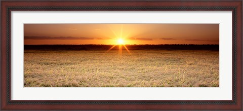 Framed Rice Field, Sacramento Valley, California, USA Print