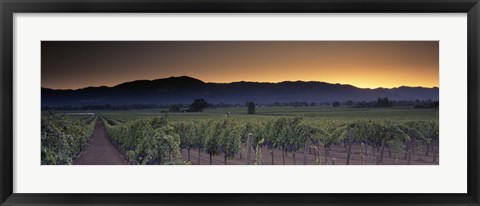 Framed Vineyards on a landscape, Napa Valley, California, USA Print