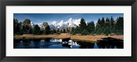 Framed Moose &amp; Beaver Pond Grand Teton National Park WY USA Print