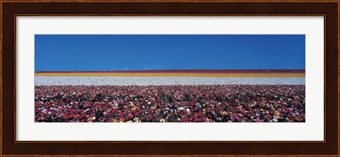 Framed Ranunculus Flowers, Carlsbad CA Print