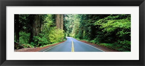 Framed Road passing through a forest, Prairie Creek Redwoods State Park, California, USA Print