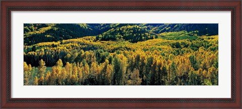 Framed Autumn Aspens, Colorado, USA Print