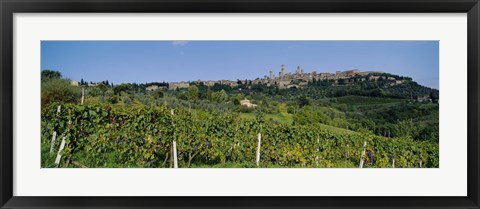 Framed Low Angle View Of A Vineyard, San Gimignano, Tuscany, Italy Print