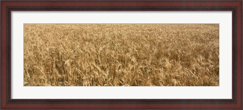 Framed Wheat crop in a field, Otter Tail County, Minnesota, USA Print