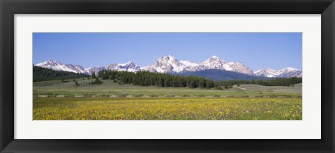 Framed Flowers in a field with a mountain in the background, Sawtooth Mountains, Sawtooth National Recreation Area, Stanley, Idaho, USA Print