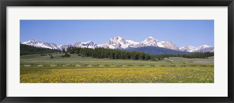 Framed Flowers in a field with a mountain in the background, Sawtooth Mountains, Sawtooth National Recreation Area, Stanley, Idaho, USA Print