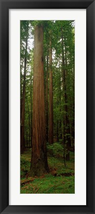 Framed Giant Redwood Trees Ave of the Giants Redwood National Park Northern CA Print