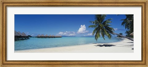 Framed Palm Tree On The Beach, Moana Beach, Bora Bora, Tahiti, French Polynesia Print