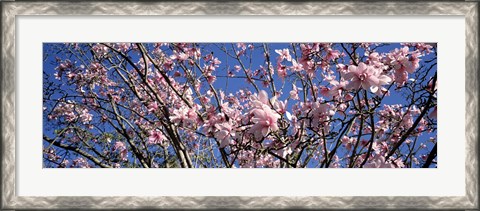 Framed Magnolias, Golden Gate Park, San Francisco, California, USA Print