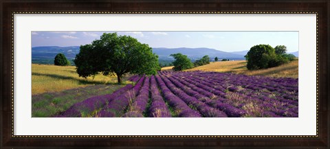 Framed Flowers In Field, Lavender Field, La Drome Provence, France Print