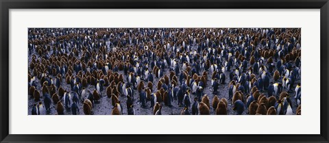 Framed King Penguin Colony Salisbury Plain South Georgia Sub-Antartic Print