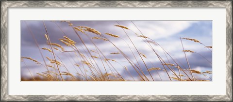Framed Wheat Stalks Blowing, Crops, Field, Open Space Print