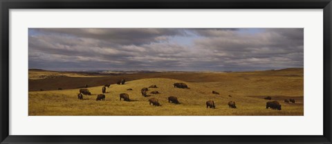 Framed High angle view of buffaloes grazing on a landscape, North Dakota, USA Print