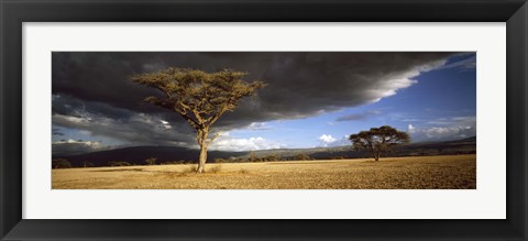 Framed Tree w\storm clouds Tanzania Print