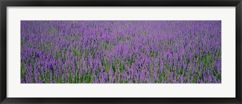 Framed Field Of Lavender, Hokkaido, Japan Print
