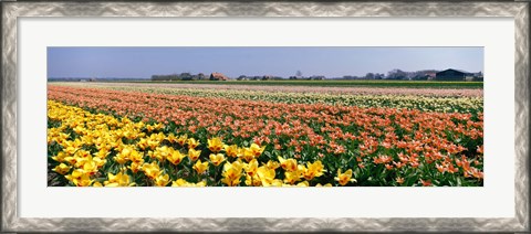 Framed Field Of Flowers, Egmond, Netherlands Print