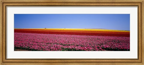 Framed Field Of Flowers, Near Encinitas, California, USA Print