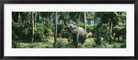 Framed Herd of Elephants Maasai Mara National Park Kenya Africa Print