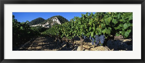 Framed Cote Du Rhone Vineyard, Provence, France Print