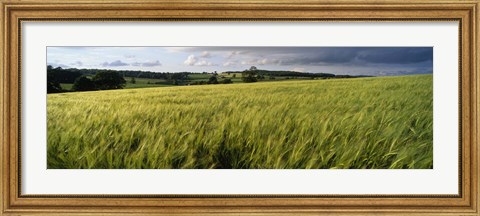 Framed Barley Field, Wales, United Kingdom Print