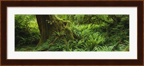 Framed Ferns and vines along a tree with moss on it, Hoh Rainforest, Olympic National Forest, Washington State, USA Print