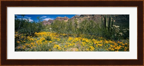 Framed Flowers in a field, Organ Pipe Cactus National Monument, Arizona, USA Print