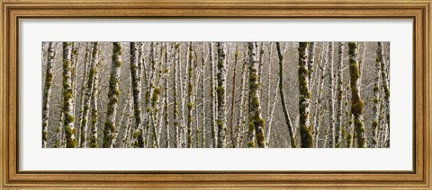 Framed Trees in the forest, Red Alder Tree, Olympic National Park, Washington State, USA Print