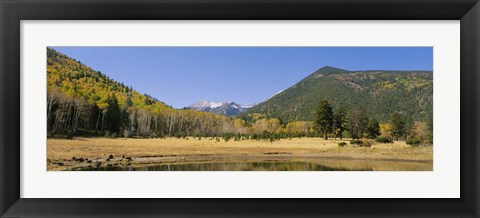 Framed Trees on the mountainside, Kachina Peaks Wilderness, Flagstaff, Arizona, USA Print