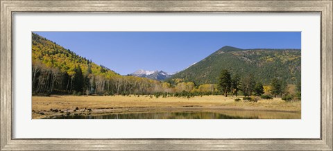 Framed Trees on the mountainside, Kachina Peaks Wilderness, Flagstaff, Arizona, USA Print