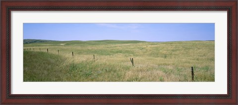 Framed Grass on a field, Cherry County, Nebraska, USA Print