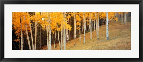Framed Aspen trees in a field, Ouray County, Colorado, USA Print