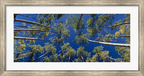 Framed White Aspen Trees CO USA Print