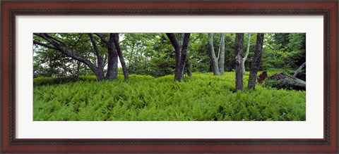 Framed Trees in a forest, North Carolina, USA Print
