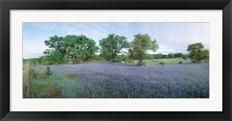 Framed Field of Bluebonnet flowers, Texas, USA Print