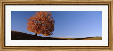 Framed View Of A Lone Tree On A Hill In Fall Print