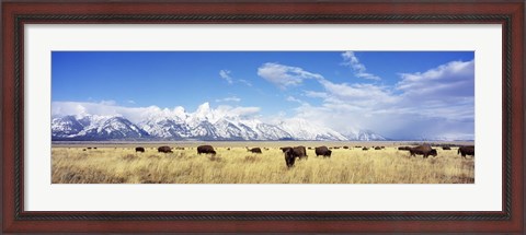 Framed Bison Herd, Grand Teton National Park, Wyoming, USA Print