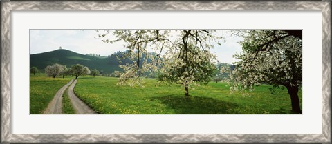 Framed Dirt Road Through Meadow Of Dandelions, Zug, Switzerland Print