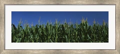 Framed Corn crop in a field, New York State, USA Print