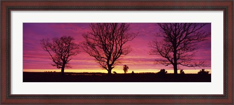Framed Oak Trees, Sunset, Sweden Print