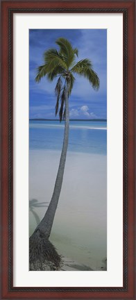 Framed Palm tree on the beach, One Foot Island, Aitutaki, Cook Islands Print