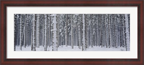 Framed Snow covered trees in a forest, Austria Print