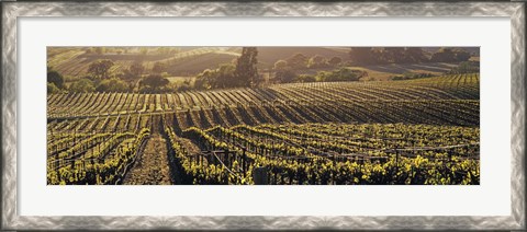 Framed Aerial View Of Rows Crop In A Vineyard, Careros Valley, California, USA Print