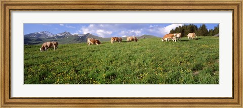 Framed Switzerland, Cows grazing in the field Print