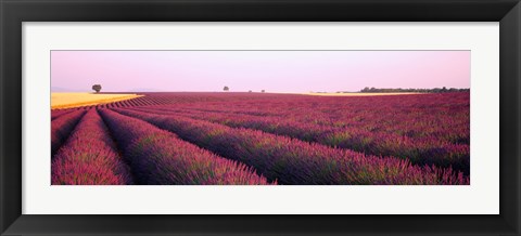 Framed Lavender crop on a landscape, France Print