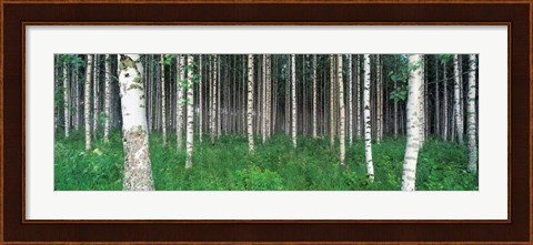 Framed Birch Forest, Punkaharju, Finland Print