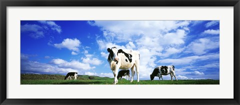 Framed Cows In Field, Lake District, England, United Kingdom Print