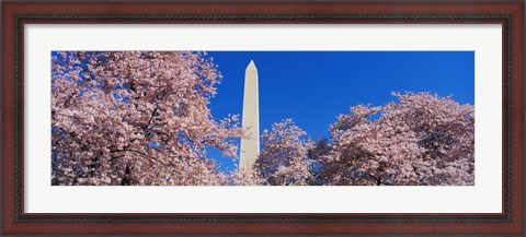 Framed Cherry Blossoms Washington Monument Print