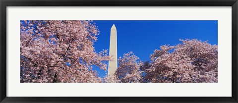 Framed Cherry Blossoms Washington Monument Print