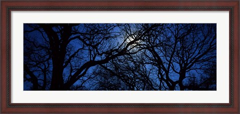 Framed Silhouette of Oak trees, Texas, USA Print